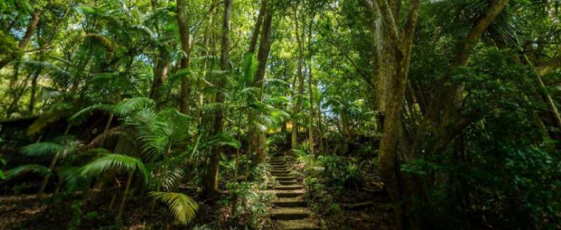 River rainforest steps at Hermitage Estate