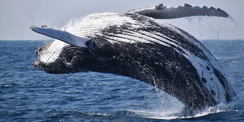 Private Whale Watching Experiences (*Subject To Season)