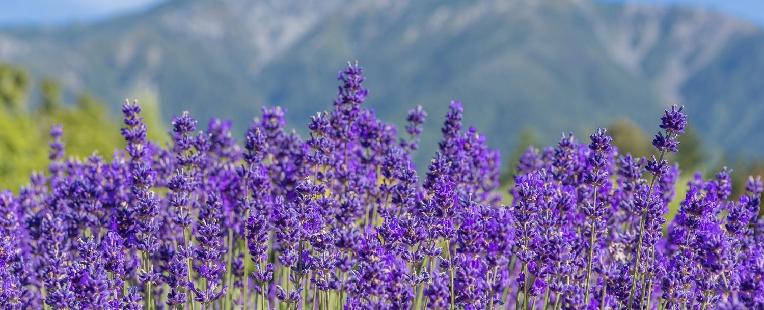 emotional recovery lavender