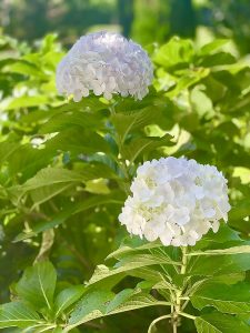 Hydrangea detail