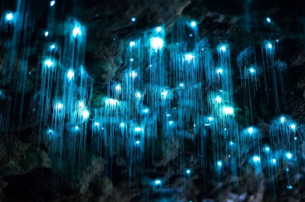 Discover the Secret Glow Worm Colony