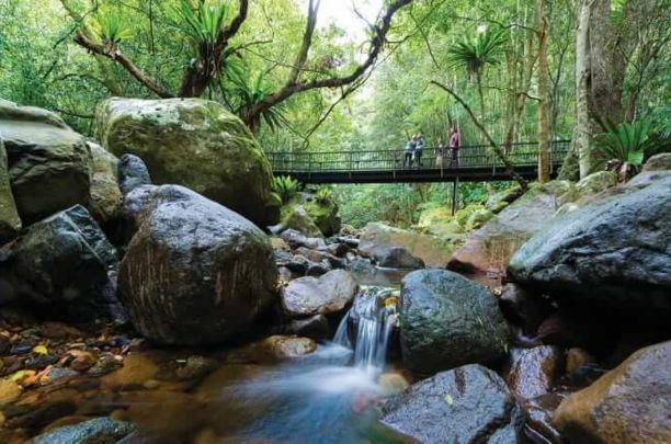 Lyrebird Link Track