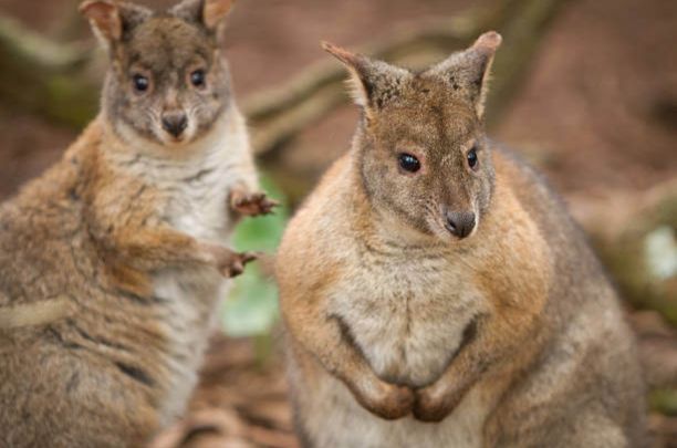 Spend Time with the Charming Pademelons 