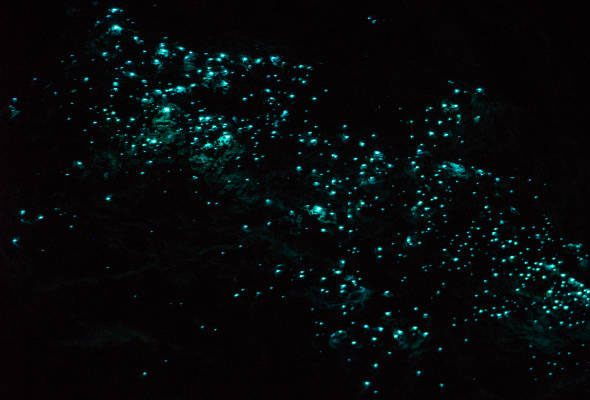 glow worm colony